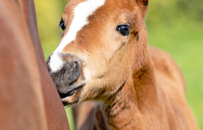 Tarzino - Coyote Miss Colt