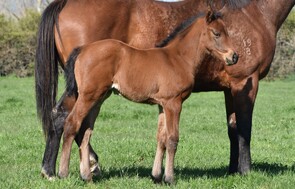 Puccini - Luckzat Filly