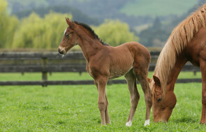Preferment - Crafty Girl