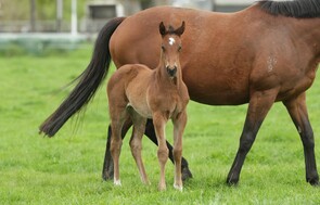 Preferment - Empress Elect