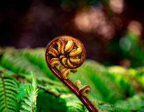 Rongoa Maori: A Traditional System of Natural Healing