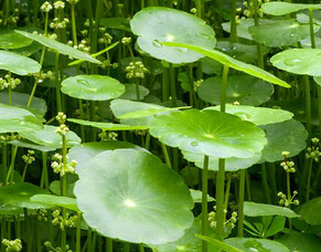 Gotu Kola (Penny Wort)