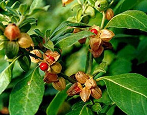 Ashwagandha, the Winter Cherry