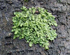 Unraveling the Mystery of Wairuakohu