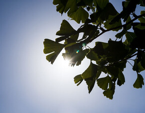 Ginkgo Biloba (Maiden Hair Tree)