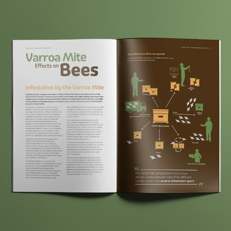 Double page spread for brochure design with full page infographic about bees.