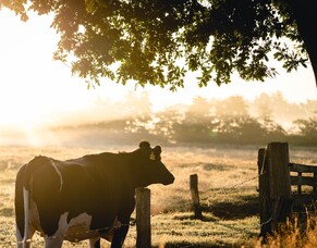 Getting Kiwis into Farm Roles
