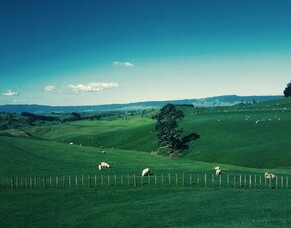 Livestock special alert 2024: herd values