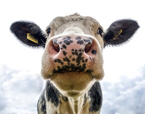 Counting your Livestock