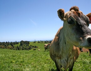 Hot, humid conditions call for measures to protect livestock from facial eczema