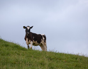 Mycotoxin, FE spore challenges on the rise