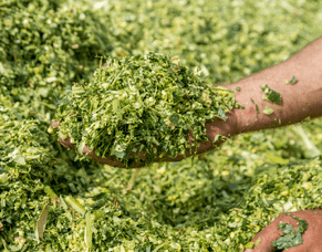 Quality maize silage is the season&rsquo;s opportunity