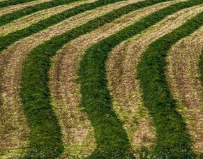Why it&#039;s vital to use silage inoculants