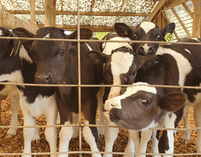 Blossom Easymix milk replacer lives up to its name and more