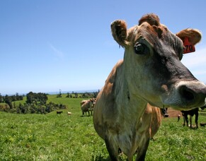 Research: environment, dairy economy can thrive while exceeding climate targets