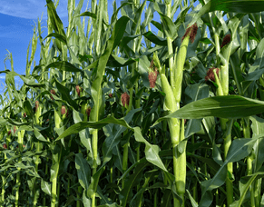 HSR pulls the numbers on a cost-effective maize season