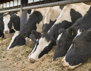Dairy feed shortages, cost pressures call for feed strategies