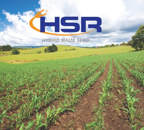 HSR Maize in field