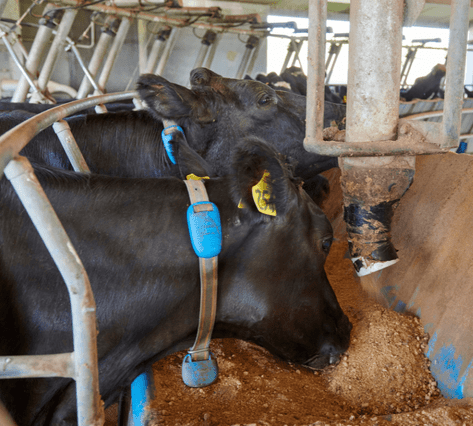 Cows feeding on Nutrinza mineral options