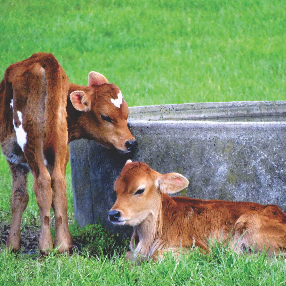 Nutrinza calfs by a trough