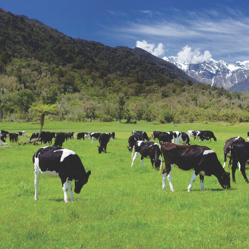 Nutrinza Dairy Cows