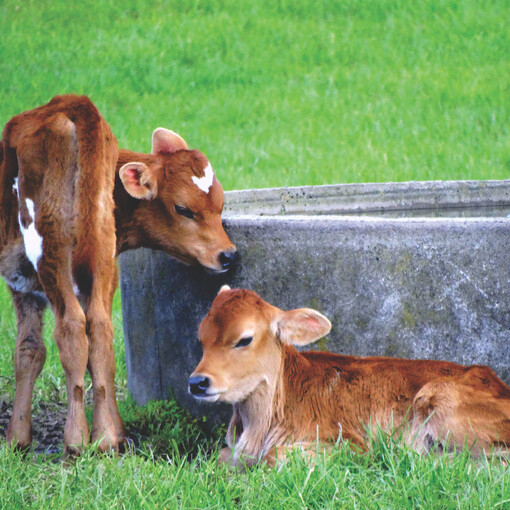 Nutrinza calfs by a trough