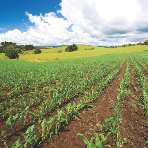 Maize growing in a paddock