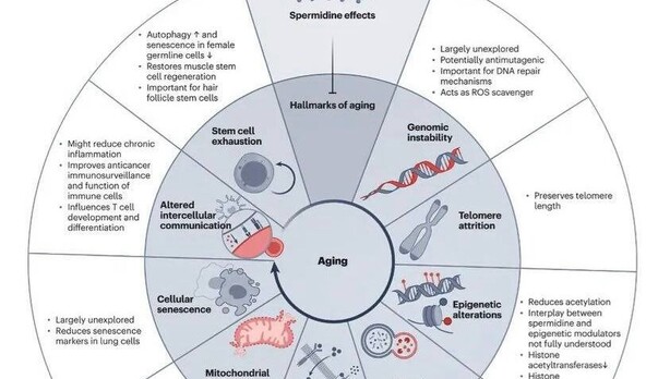 Longevity Molecule Spermidine