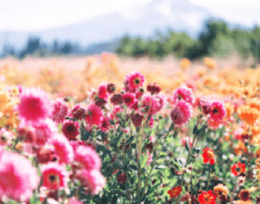 Ever wondered what flower essences do and how they help?