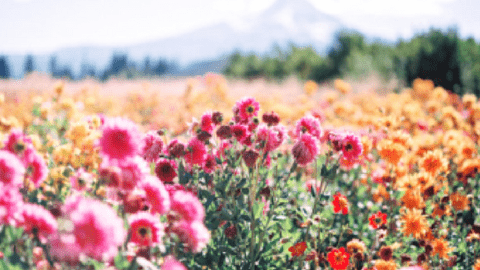 power of flower essences