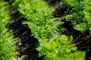 My Long Term Plan includes food