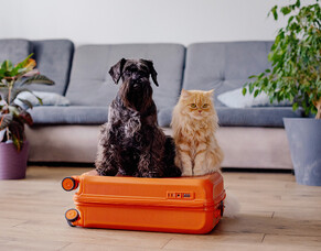 Caring for pets over the holidays