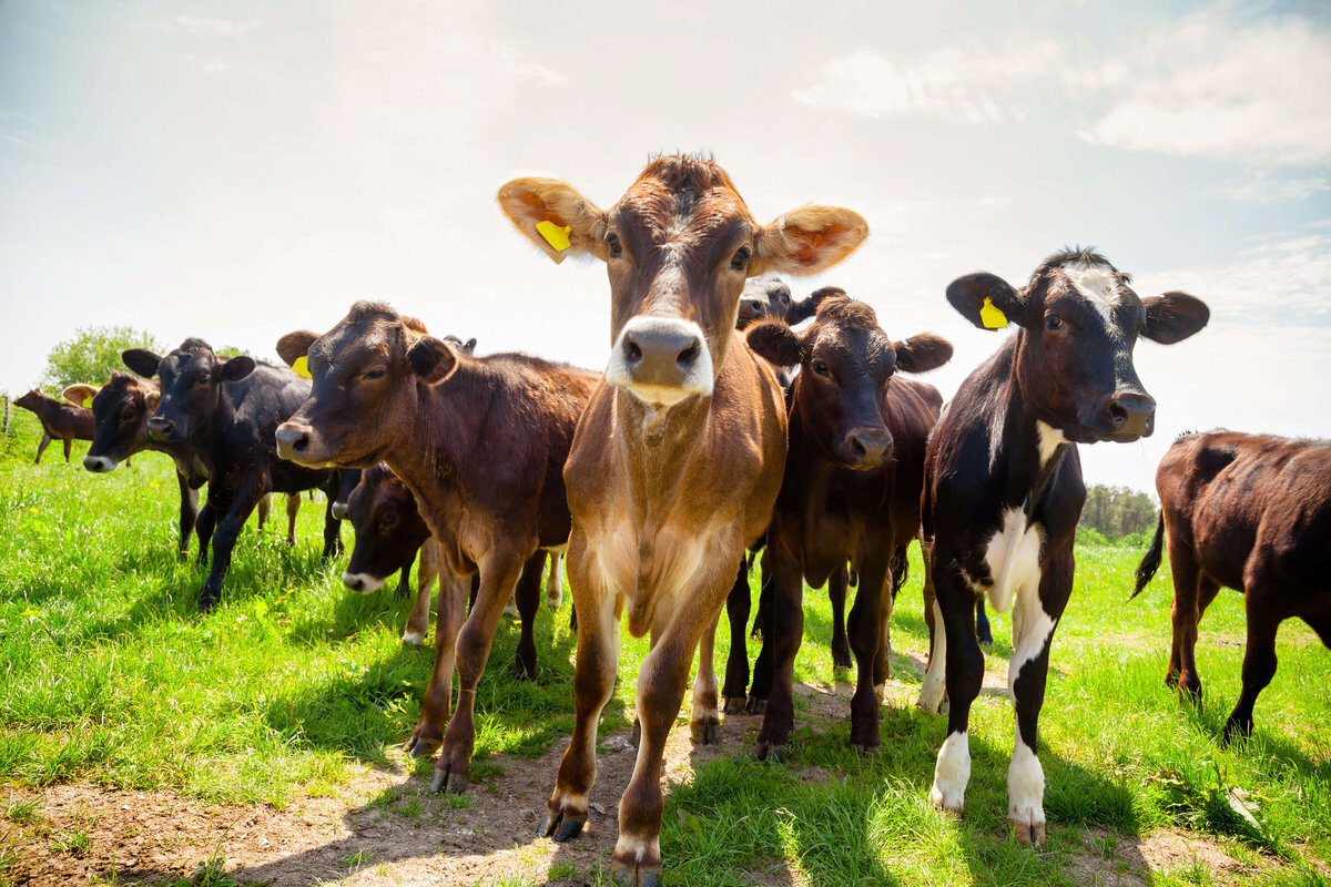 Calves, worms and drenching | West Coast Vets