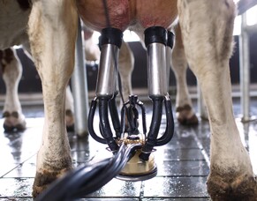 What to do with high cell count cows?