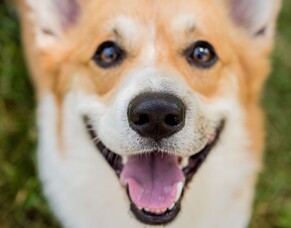 Keep your furry friend smiling