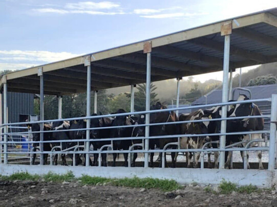 This is a detached single race that has been built specifically for AB. Cows row up in the centre and provide easy access. The technician can inseminate from either side if the cows decide to be difficult and turn around.