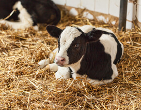 When the proverbial hits the fan: Calves with scours