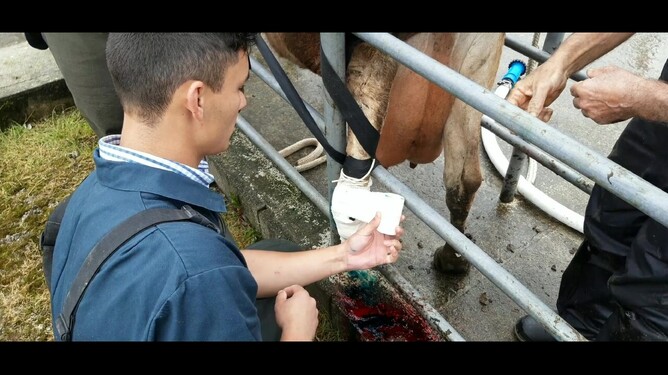 The wound is then dressed and we make sure the cow has antibiotics and pain relief.