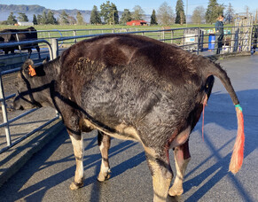 When to step in and assist a calving
