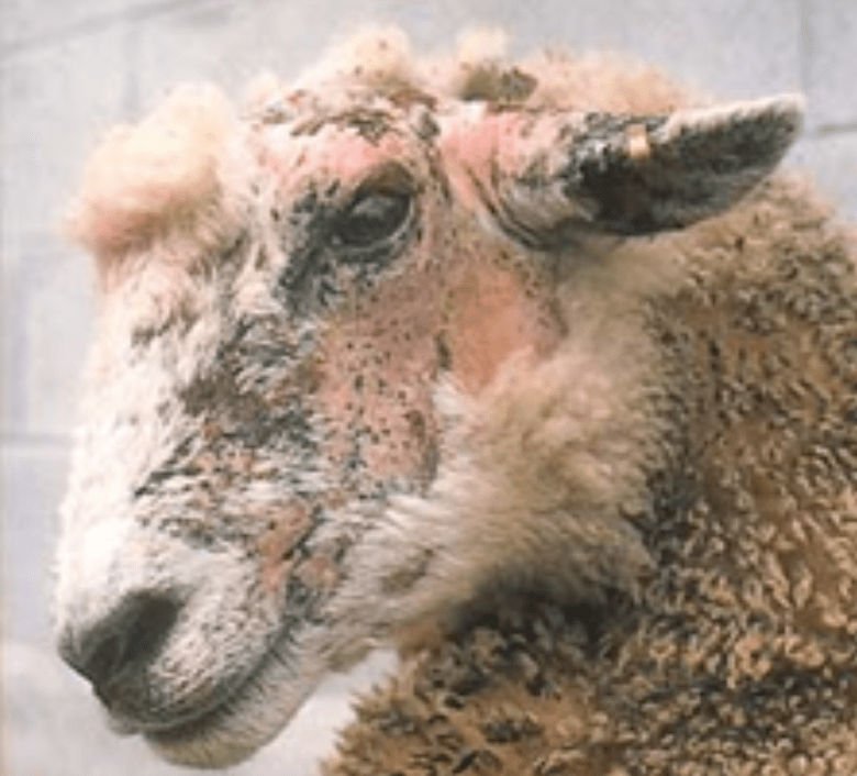 Beef and Lamb Facial Eczema Talk West Coast Vets