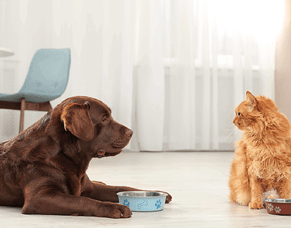 A healthy guide to feeding pets
