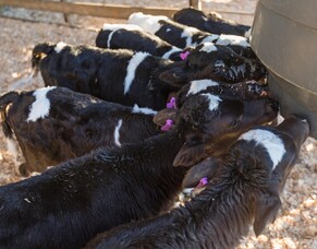 Passive transfer results from calving time