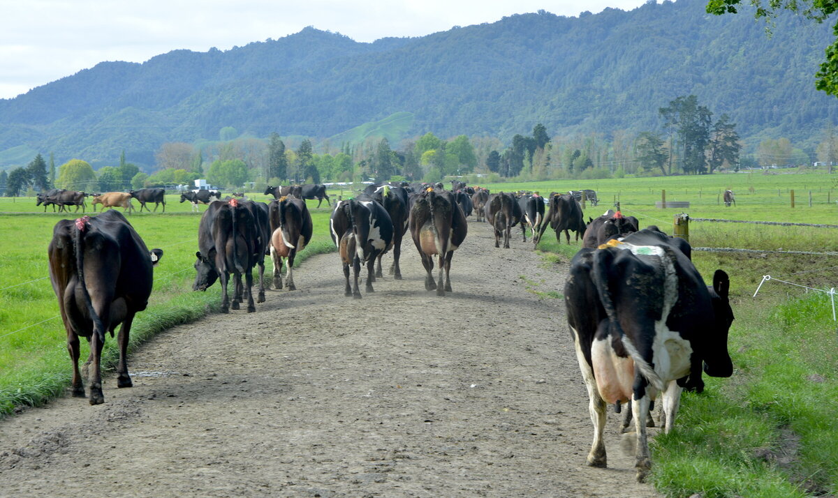 A lame cow is a cow in pain | West Coast Vets
