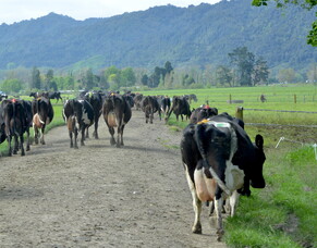 A lame cow is a cow in pain