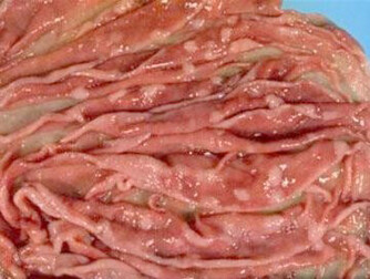 Photo 2: Ostertagia damage in the fourth stomach – this sample is from a sheep. Credit Farmer’s Weekly.