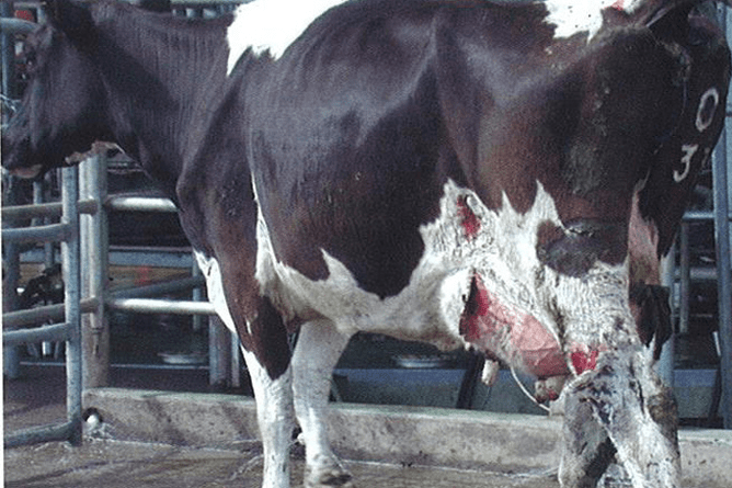 Credit: Coast and Country. The threat of facial eczema outbreaks.