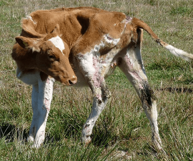 Credit: NZ Life and Leisure