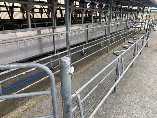 This is a modified race. It has been widened so the cows fit in at an angle for AB and scanning. The back rail folds down to allow easy access for technicians and vets.