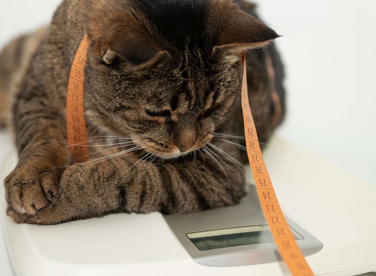 Picture of Is your cat a Fat Cat? Avoiding feline obesity | West Coast Vets