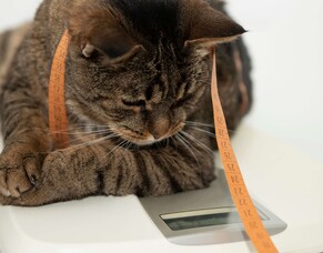 Is your cat a Fat Cat? Avoiding feline obesity